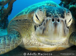 Sleepy Green turtle by Adolfo Maciocco 